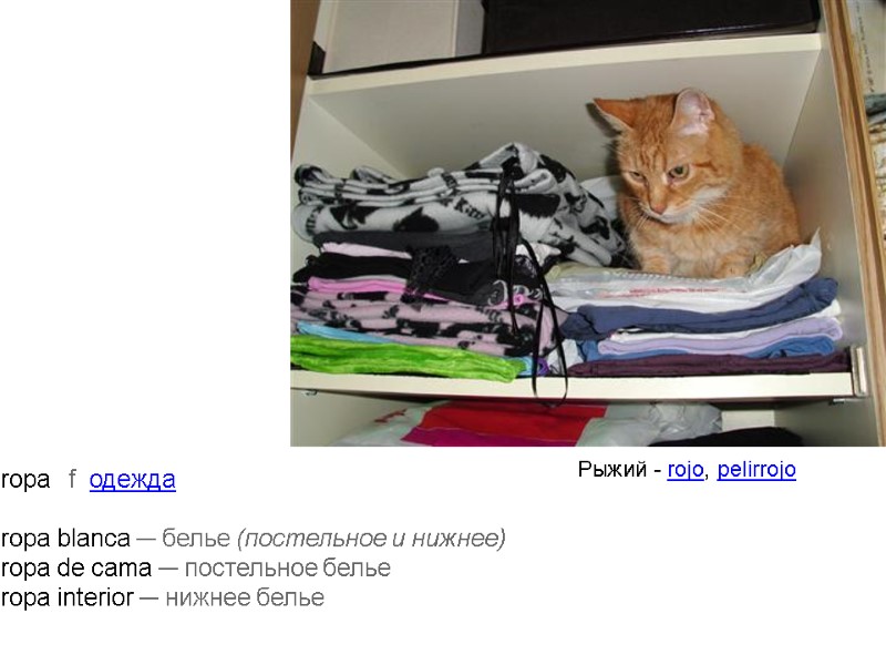 ropa   f  одежда  ropa blanca — белье (постельное и нижнее)